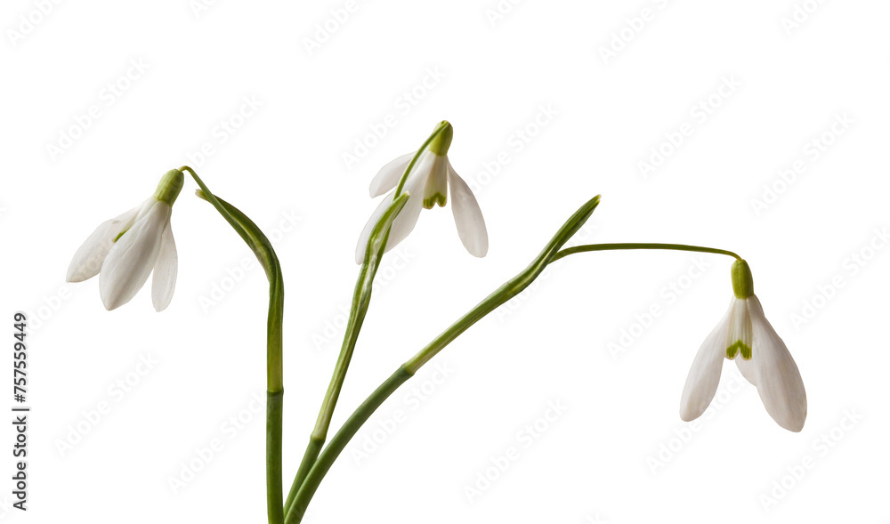 Snowdrops  (galanthus) on a white background isolated