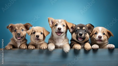 Puppies at Play Group of Playful Puppies Rolling Around © Muhammad