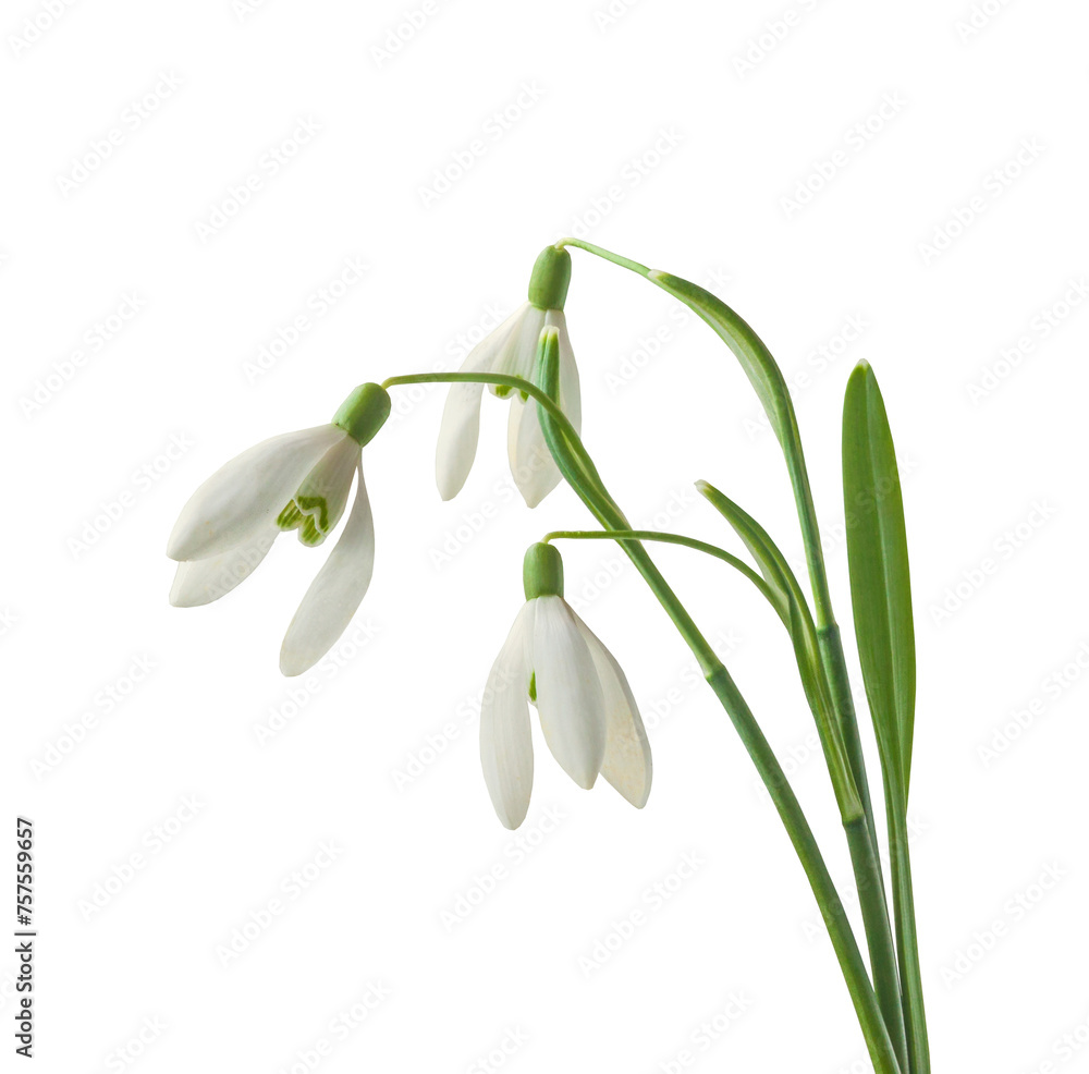 Three snowdrop (galanthus) flowers. Three snowdrop (galanthus) flowers.