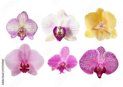 Collection of phalaenopsis orchid flower isolated on white background