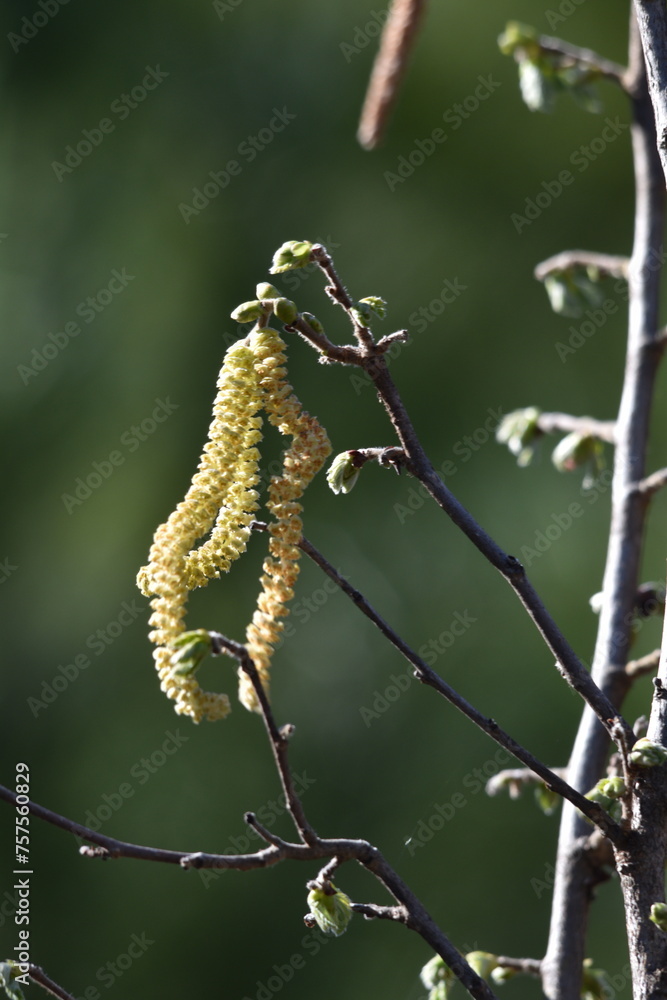 Naklejka premium naturaleza