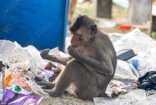 A macaque looks for food in the garbage dumped from a barrel photo