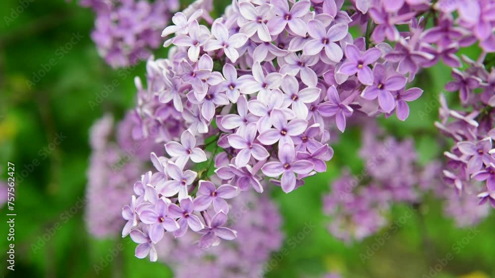 Blossom of Lilac garden trees nature spring time botany 4k video Blossom of Lilac garden trees nature spring time botany 4k video