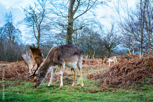 Fallow deer buck grazing in Knole Park in Sevenoaks, Kent, UK photo