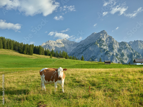 Kuh auf der Walderalm, Huderbankspitze, Gnadenwald, Karwendel, Tirol, Österreich