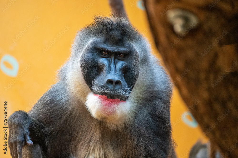 Fototapeta premium Gesicht von einem männlichen Mandrill