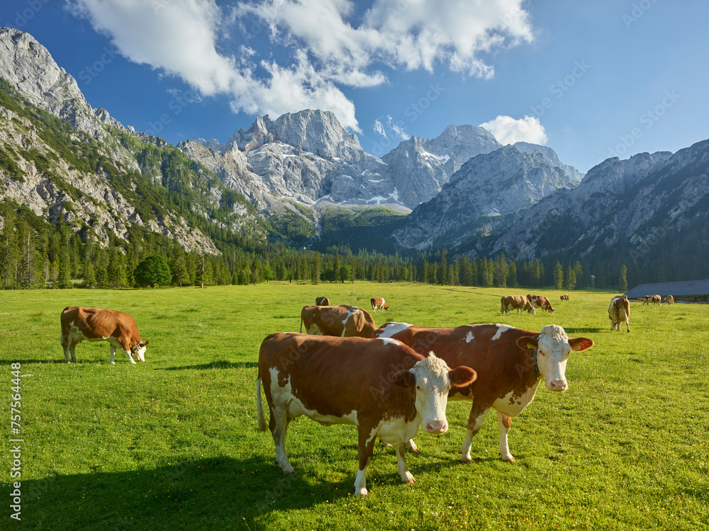 Kühe auf der Rontalalm, nördliche Karwendelkette,  Tirol, Österreich