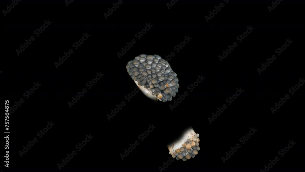 time lapse of growth of oyster mushrooms, on a black background with , 4k video time lapse of growth of oyster mushrooms, on a black background with , 4k video