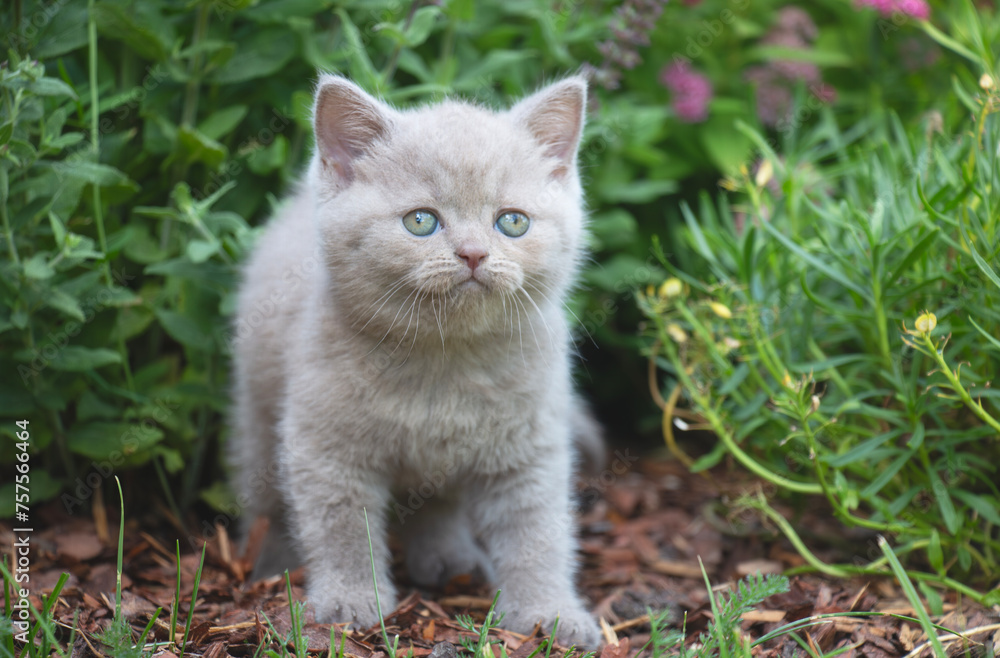 British beautiful little kitten sits on the grass in the garden and calmly looks up