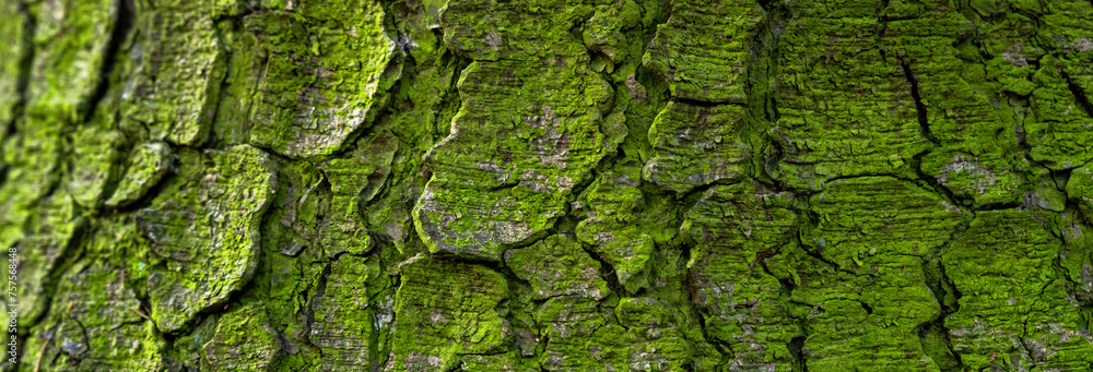 Green moss on a tree trunk Green moss on a tree trunk