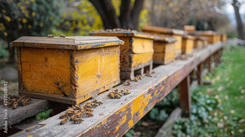 Traditional wooden beehives are displayed in an apiary, where colonies of bees are kept for honey production in the garden. © Алексей Василюк