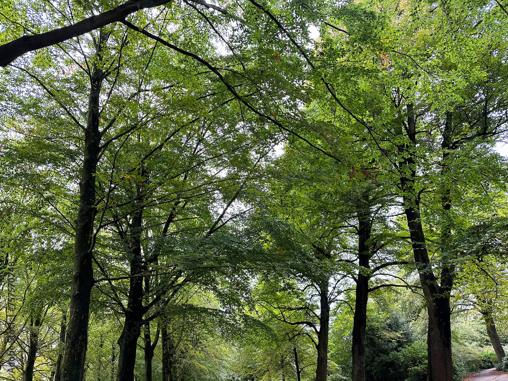 Many high green trees in beautiful park Many high green trees in beautiful park