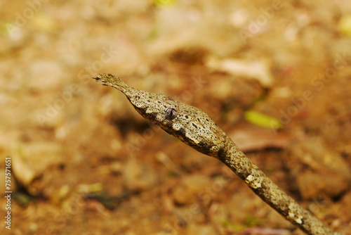 Close-up of Leafnose snake (Langaha madagascariensis) at Ankarana National Park, Madagascar