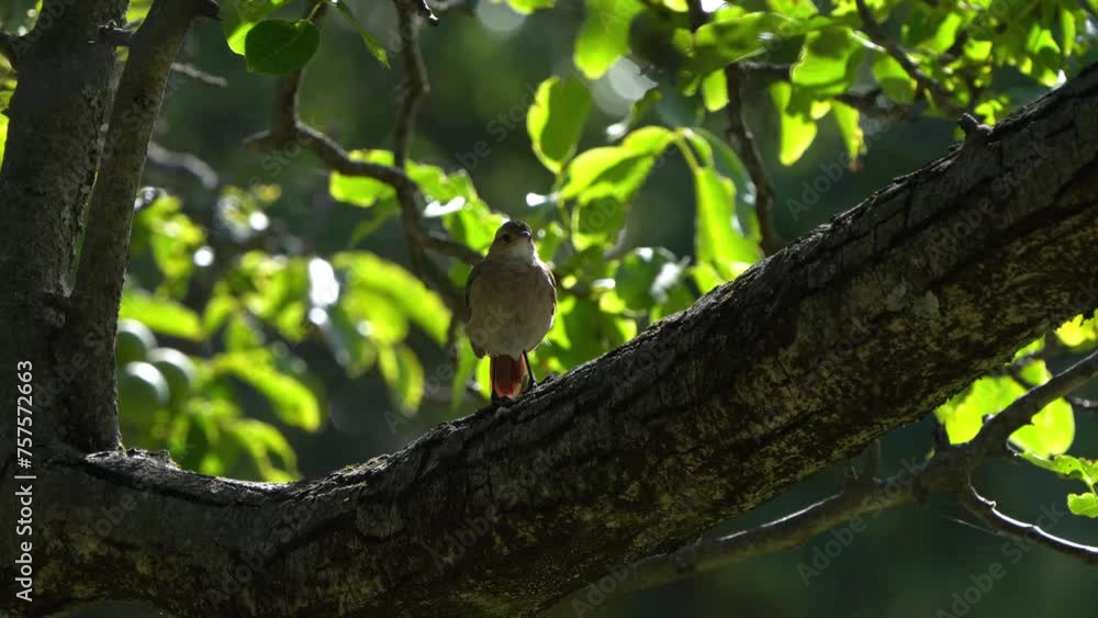 A bird called Rufous Hornero (Furnarius rufus) perched on the trunk of a Walnut tree with green leaves. A bird called Rufous Hornero (Furnarius rufus) perched on the trunk of a Walnut tree with green leaves.