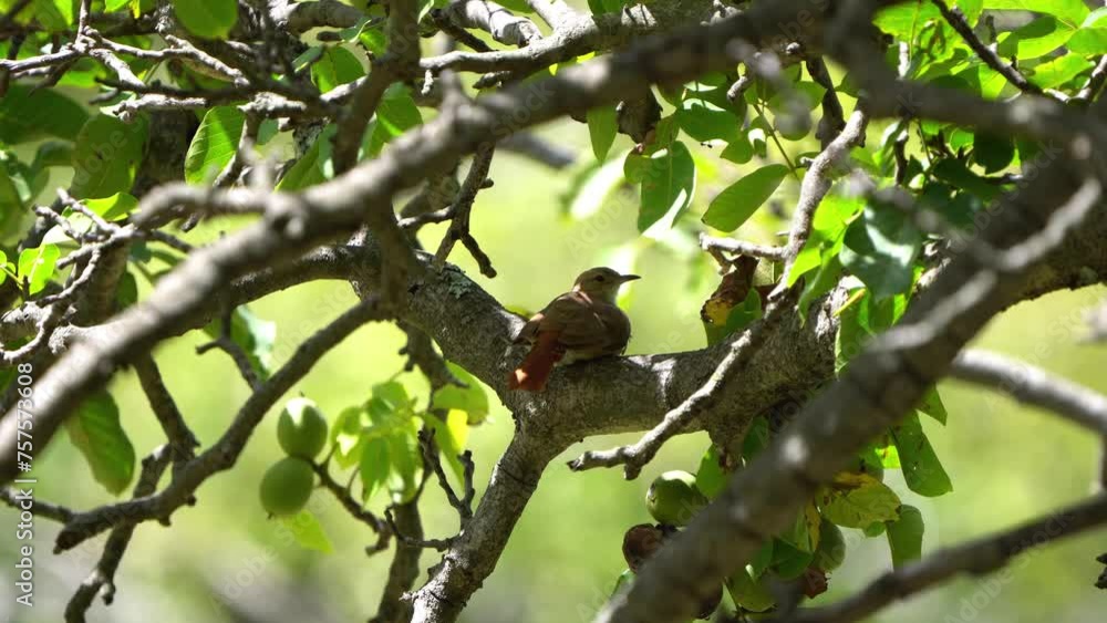 Rufous Hornero (Furnarius rufus) resting on a Walnut tree trunk. Rufous Hornero (Furnarius rufus) resting on a Walnut tree trunk.