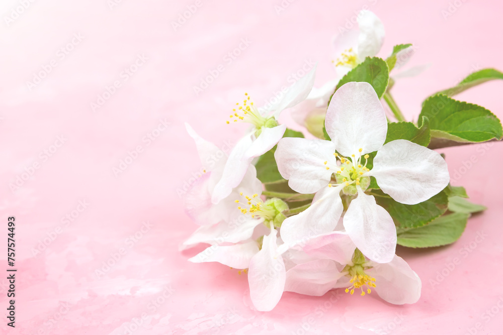 spring flowers of an apple tree on a pink background.