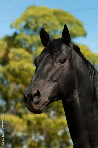 Black breeding horse, Portrait, La Pampa Province, Patagonia, Argentina. © foto4440