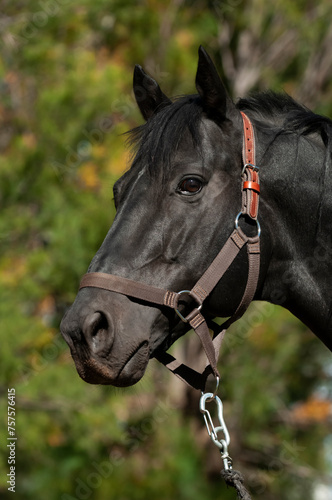 Black breeding horse, Portrait, La Pampa Province, Patagonia, Argentina.