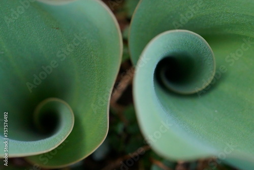 Fibonacci essence in nature; the growth spiral of the tulip leaf