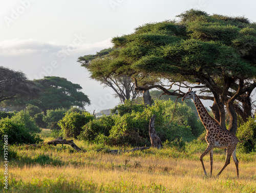 Photography Giraffe and acacia trees in the morning