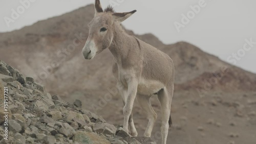 Slow motion donkey in Arizona desert in front of colorful mountains