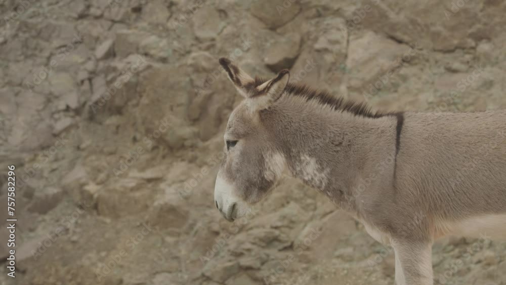 Slow motion donkey walking on dirt road in Arizona desert Slow motion donkey walking on dirt road in Arizona desert