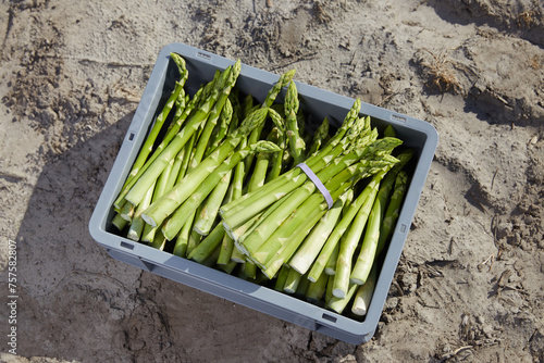 Box of green asparagus in field, close up view