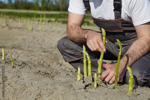 Farmer cutting green asparagus sprouts in the field