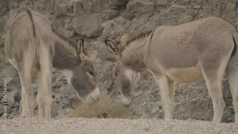 Slow motion donkeys eating bush on roadside in Arizona desert Slow motion donkeys eating bush on roadside in Arizona desert
