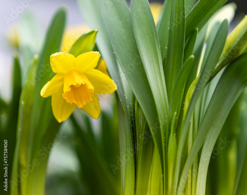 Obraz na płótnie Daffodils w salonie