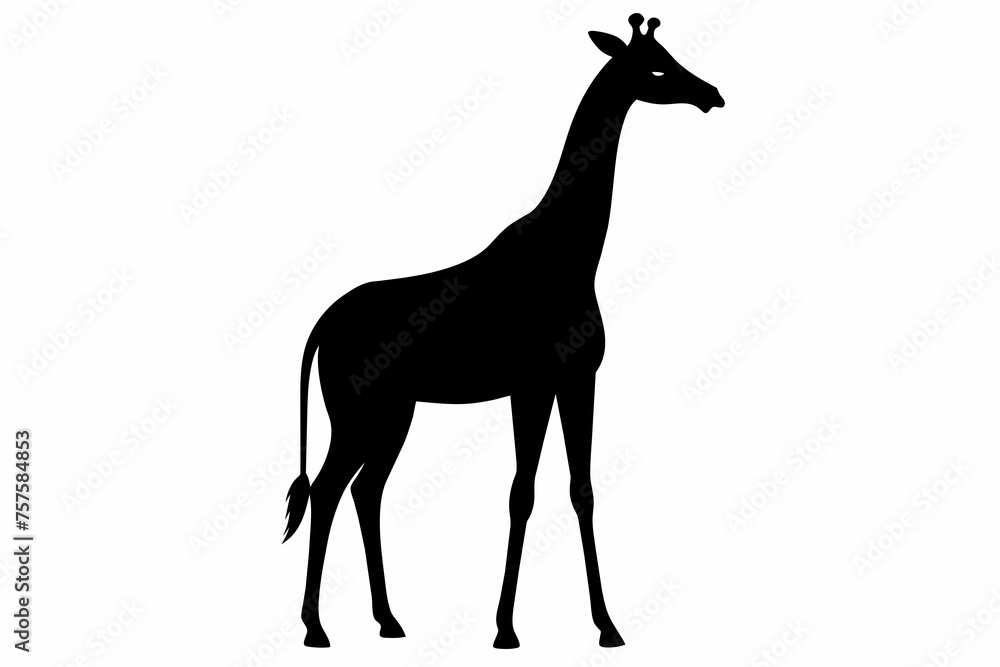 Giraffe silhouette and black on white background Giraffe silhouette and black on white background