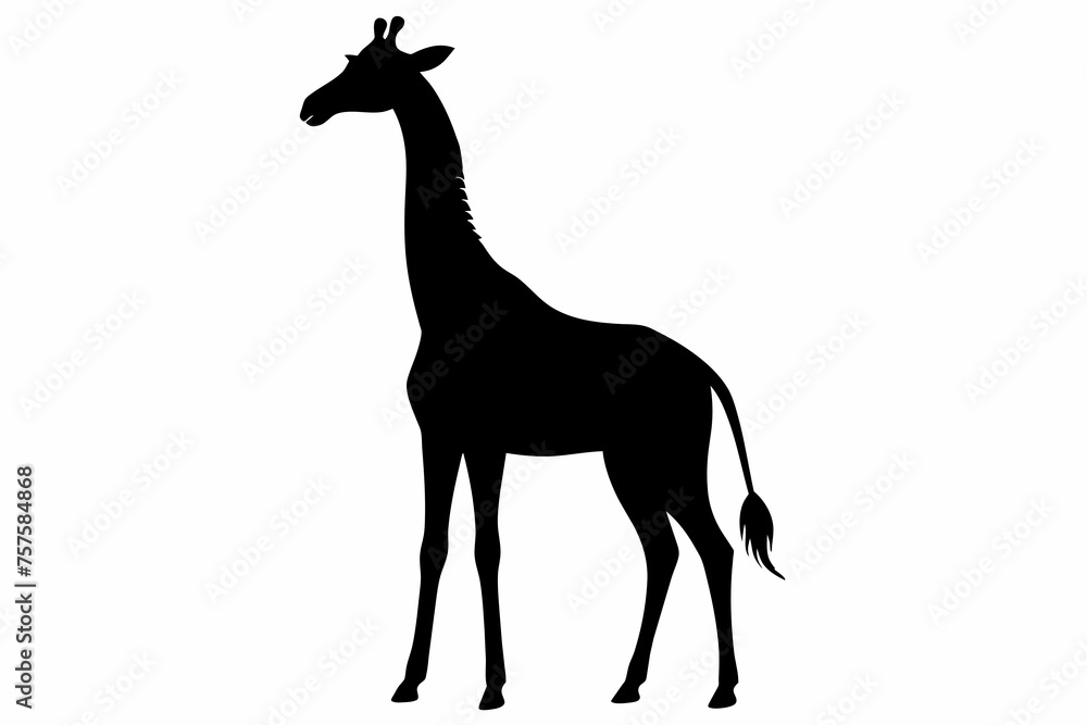 Fototapeta premium Giraffe silhouette and black on white background