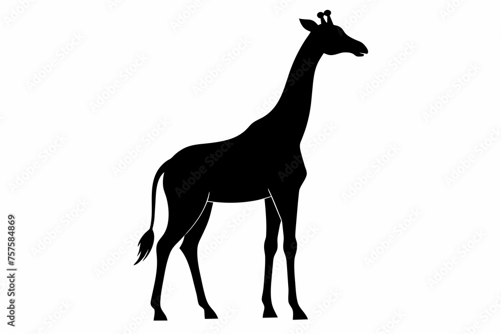 Giraffe silhouette and black on white background