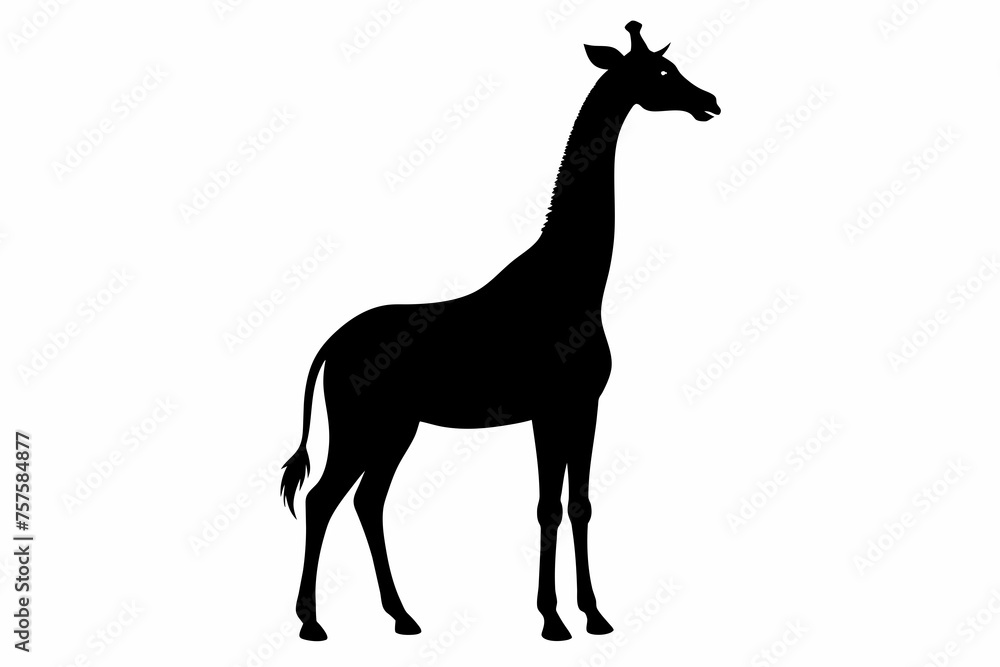 Obraz premium Giraffe silhouette and black on white background