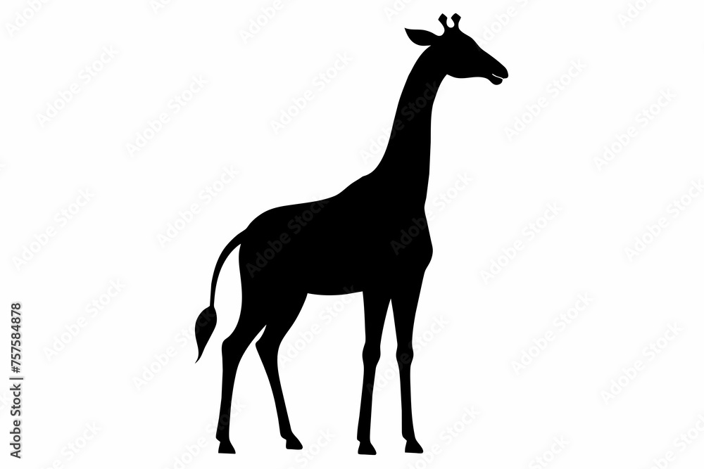 Giraffe silhouette and black on white background Giraffe silhouette and black on white background