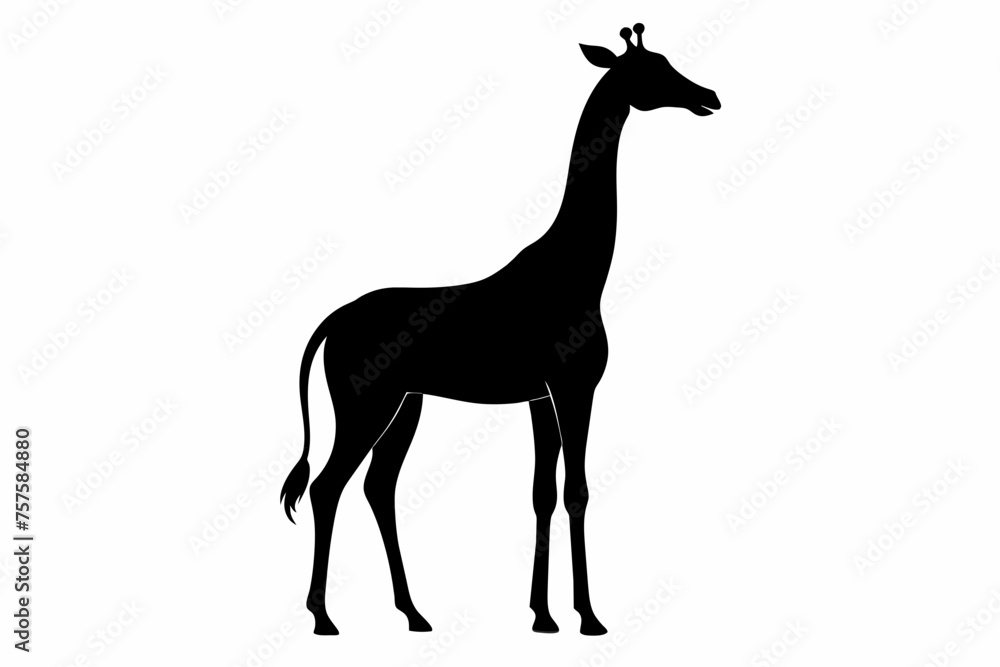 Fototapeta premium Giraffe silhouette and black on white background
