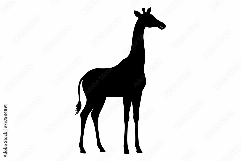 Fototapeta premium Giraffe silhouette and black on white background