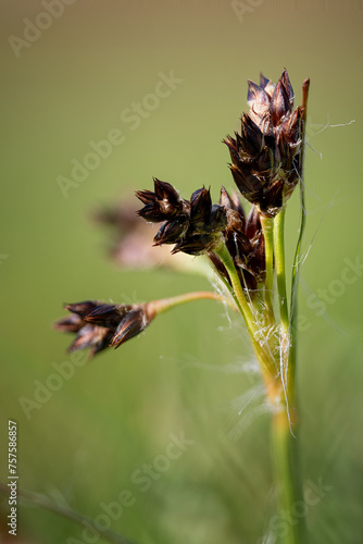 A tiny plant on a graceful Bika stem. photo