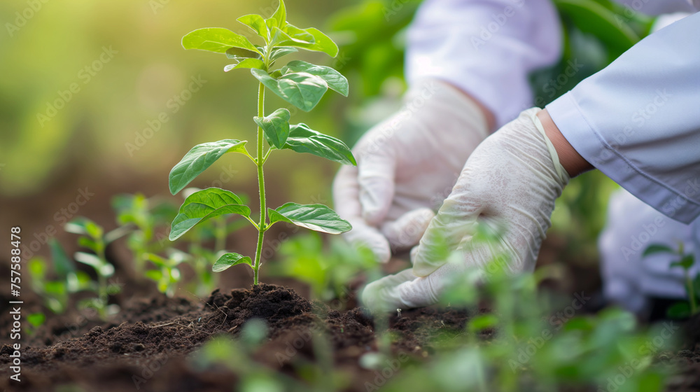 Close-up of a medical worker's hand planting a green sapling, illustrating growth and sustainability in healthcare, World Health Day, Healthcare, with copy space Close-up of a medical worker's hand planting a green sapling, illustrating growth and sustainability in healthcare, World Health Day, Healthcare, with copy space