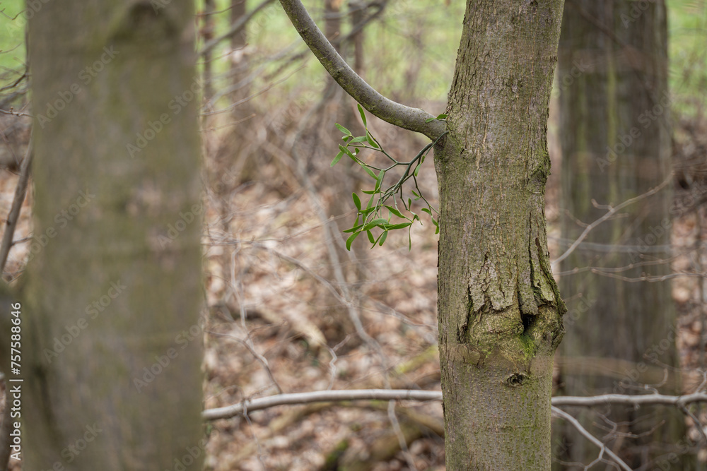Fototapeta premium A tiny sprig of mistletoe on a twig.