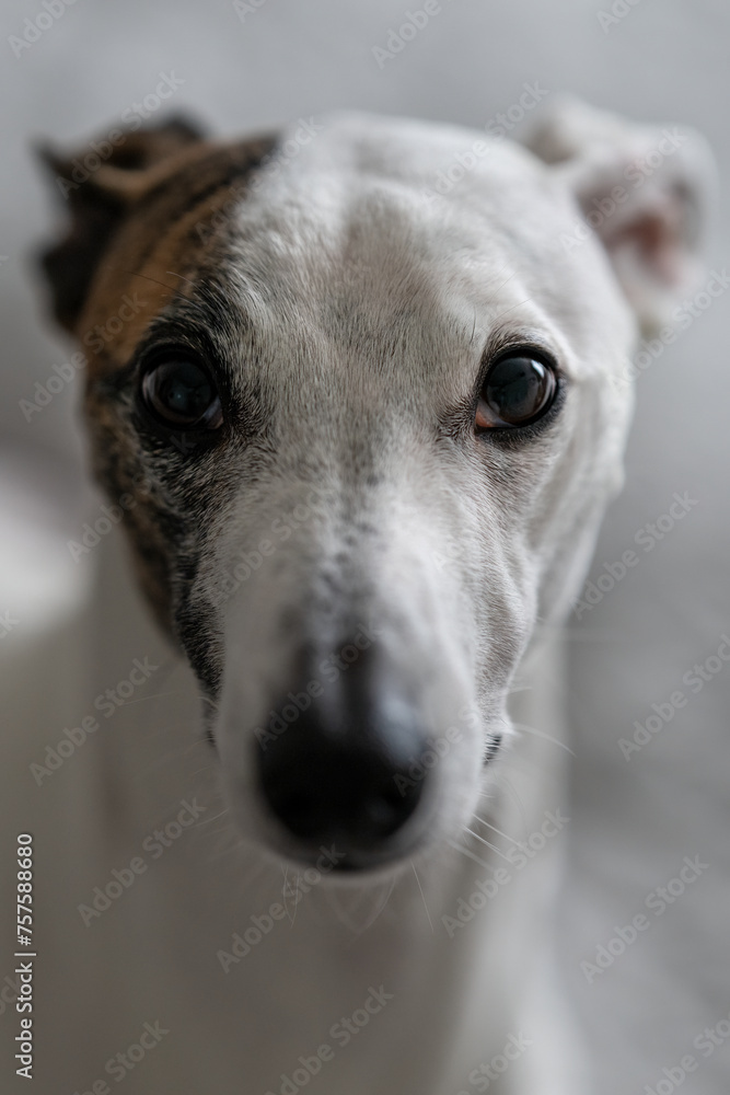 Close-up of the head of a whippet dog.