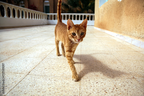 Stray cat on a terrace in a hotel in Nefta oasis city in Tunisia photo
