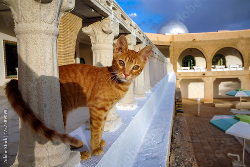 Stray cat in a hotel in Nefta oasis city in Tunisia