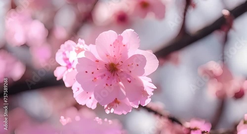 pink blossom, colse up of sakura flower photo