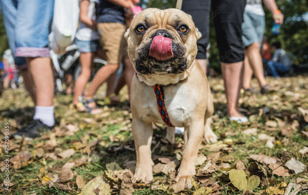 French bulldogs and their owners met in Warsaw city, Poland