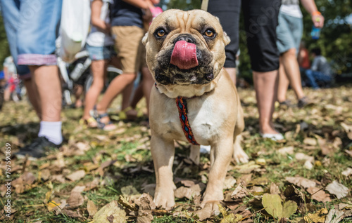 French bulldogs and their owners met in Warsaw city, Poland © Fotokon