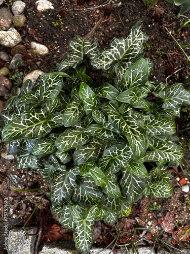 an ornamental plant in the garden