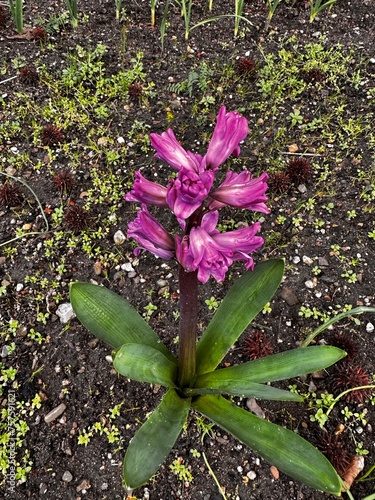 spring purple hyacinth in the garden