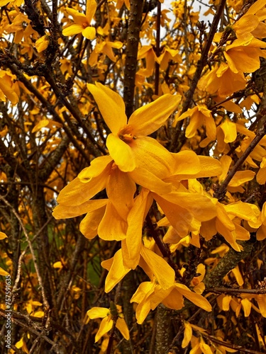 spring blooming tree in the garden with yellow flowers