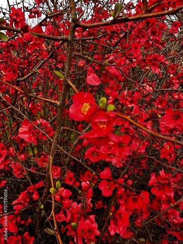 red flowers on a flowering tree